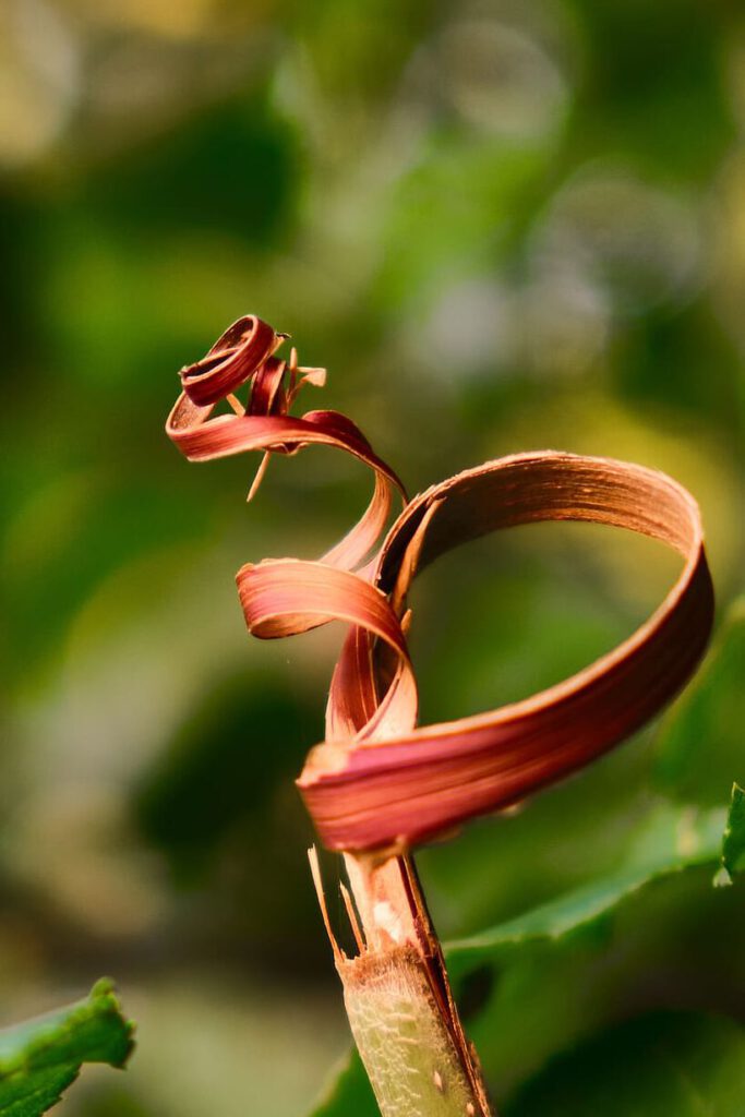 Primer plano de una hoja seca rizada en un tallo que sugiere rotacion de cultivos
