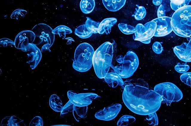 Qué es la sobrepesca y cómo afecta a los arrecifes de coral