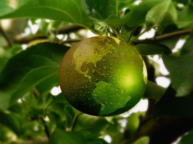 Fruta esférica con mapa del mundo y gotas de agua colgando de una rama que simboliza sostenibilidad 13.