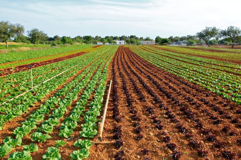 Mejores prácticas para cultivar coberturas: aprende cómo mejorar tu suelo