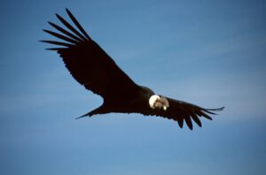 Ave de gran envergadura con cuello blanco volando sobre cielo azul que sugiere tierra fertil