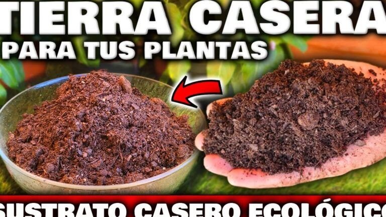 Descubre dónde se tira la tierra de las macetas ¡No cometerás este ERROR nuevamente!