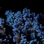 Turismo y arrecifes de coral: impacto y soluciones