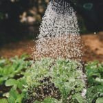 El uso del agua en la agricultura: todo lo que necesitas saber