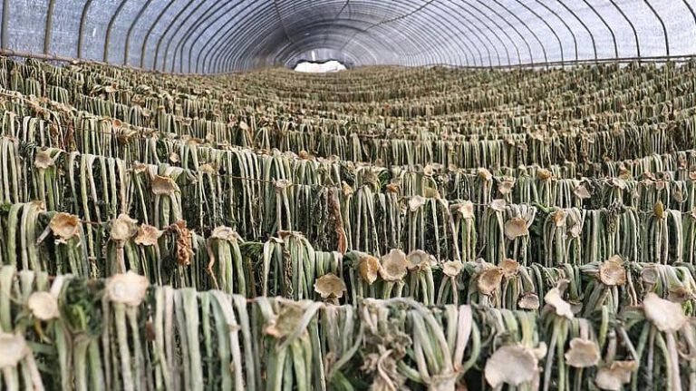 Maximiza tu espacio: Agricultura urbana y periurbana