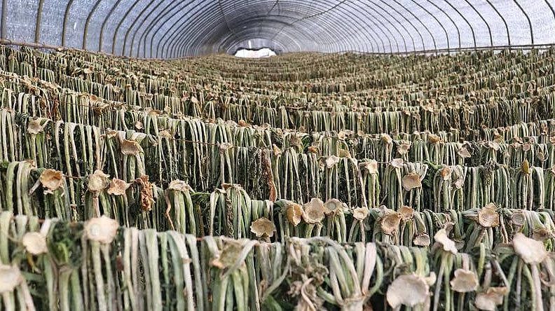 Filas de verduras urbanas 1 colgadas para secado en invernadero