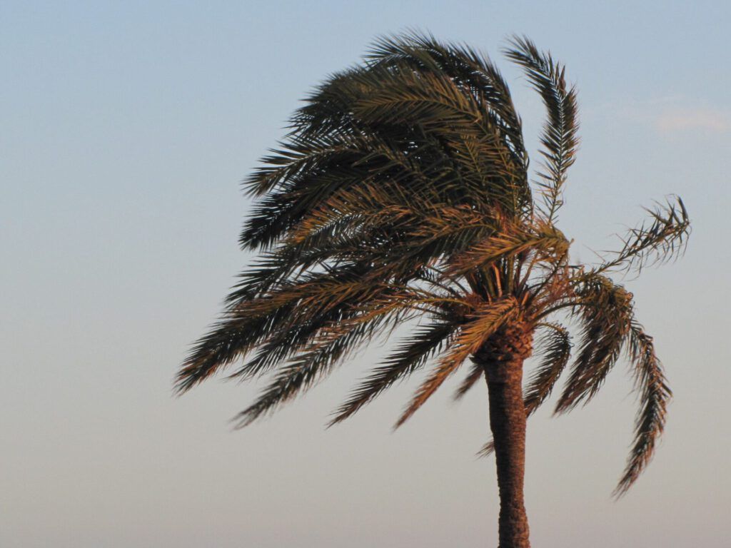 Palmera inclinada por el viento con frondas moviéndose hacia un lado.